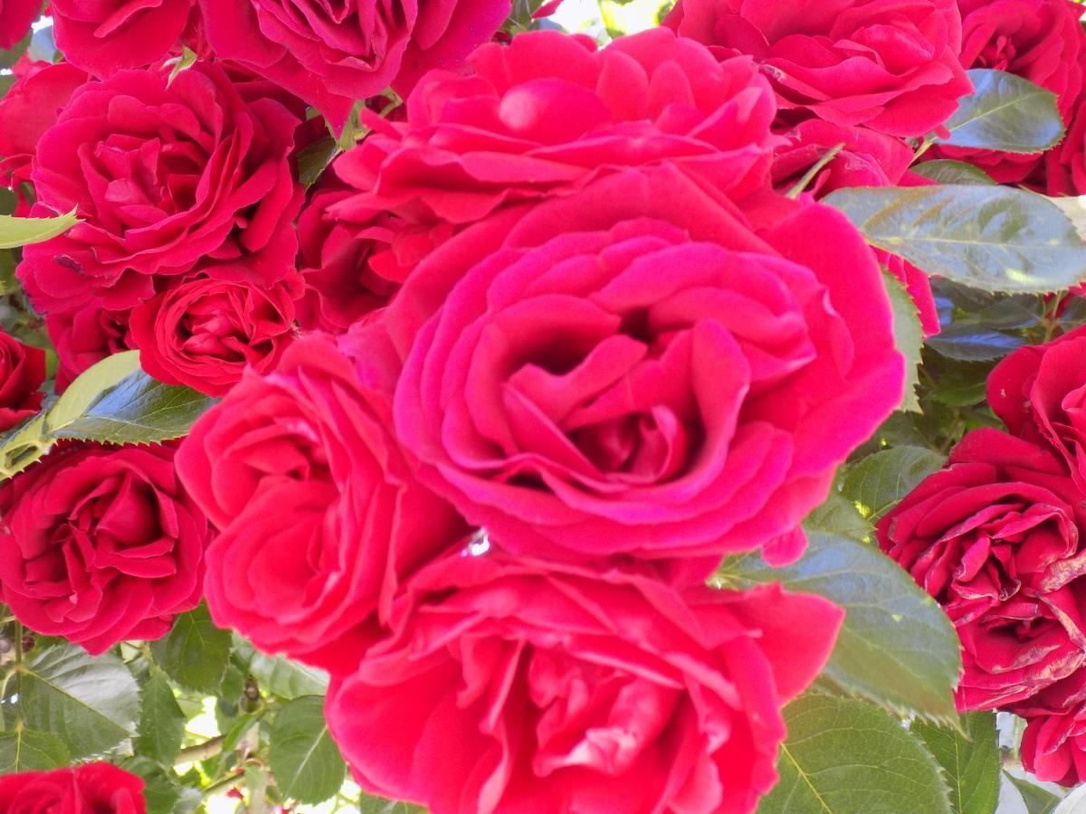 Des Roses Hotel Платаниас Екстериор снимка